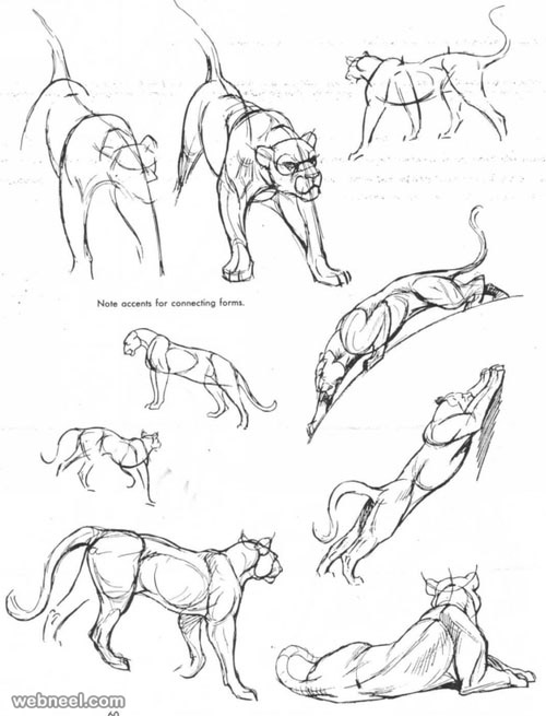 0_1516777300183_12-how-to-draw-animals.jpg