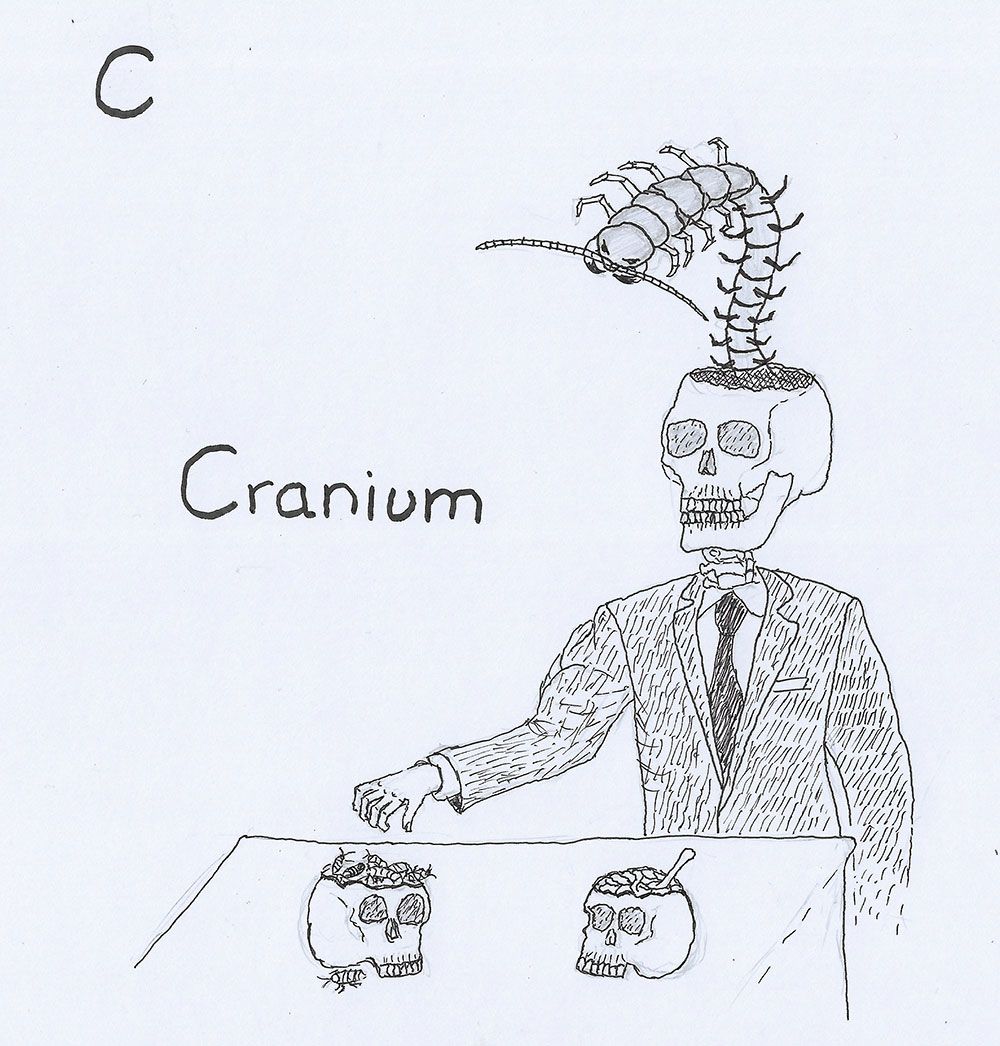 C-Cranium.jpg