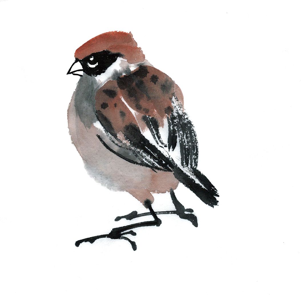 sparrow 4.jpg