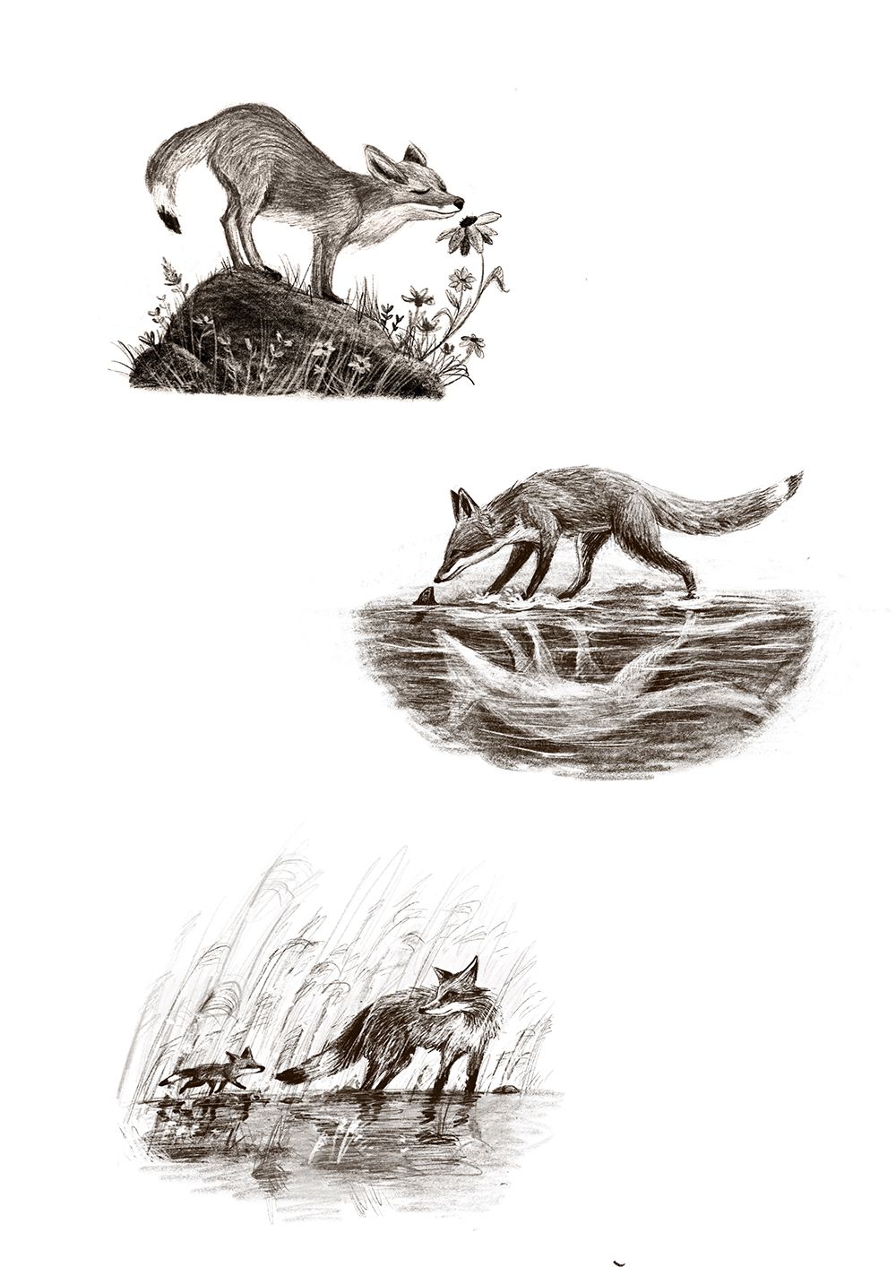 fox pencil drawings-small.jpg