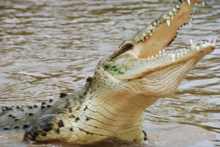 full-crocodile-mouth-wide-open.jpg