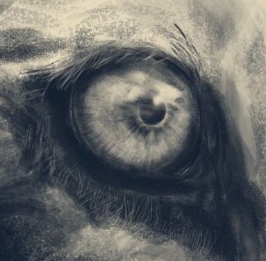 The Lion's eye.JPG