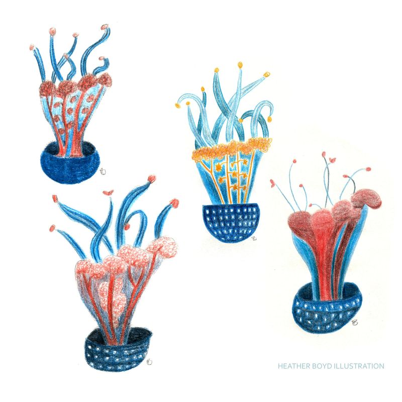 1 jellyfish 4 ways instagram.jpg