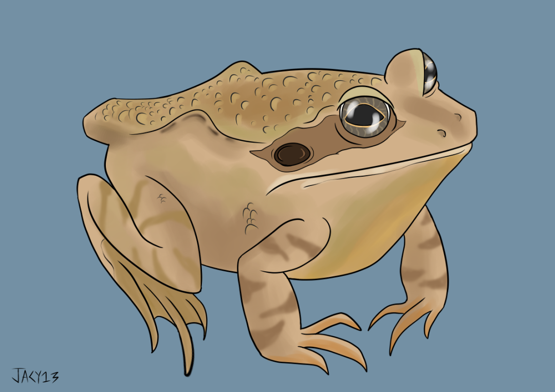 commonfrog.png