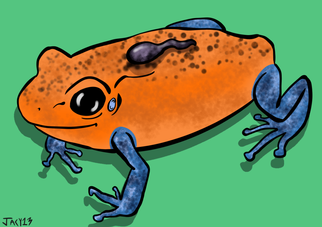 bluejeanspoisondartfrog.png