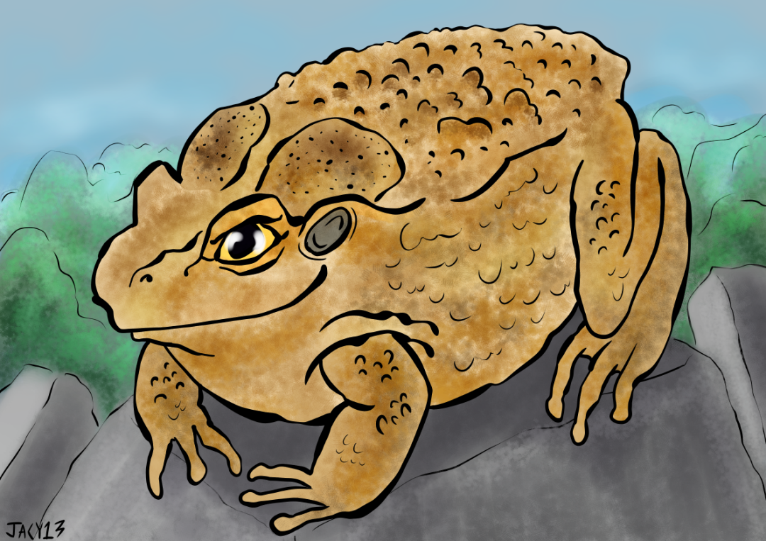 canetoad.png