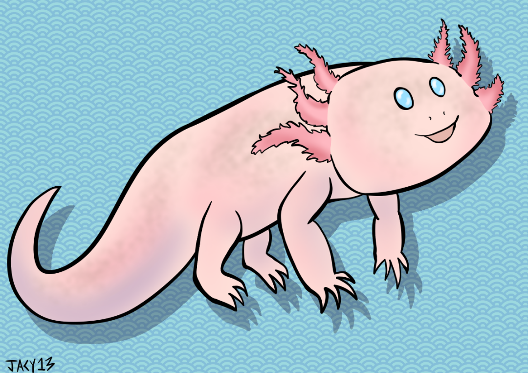 axolotl.png