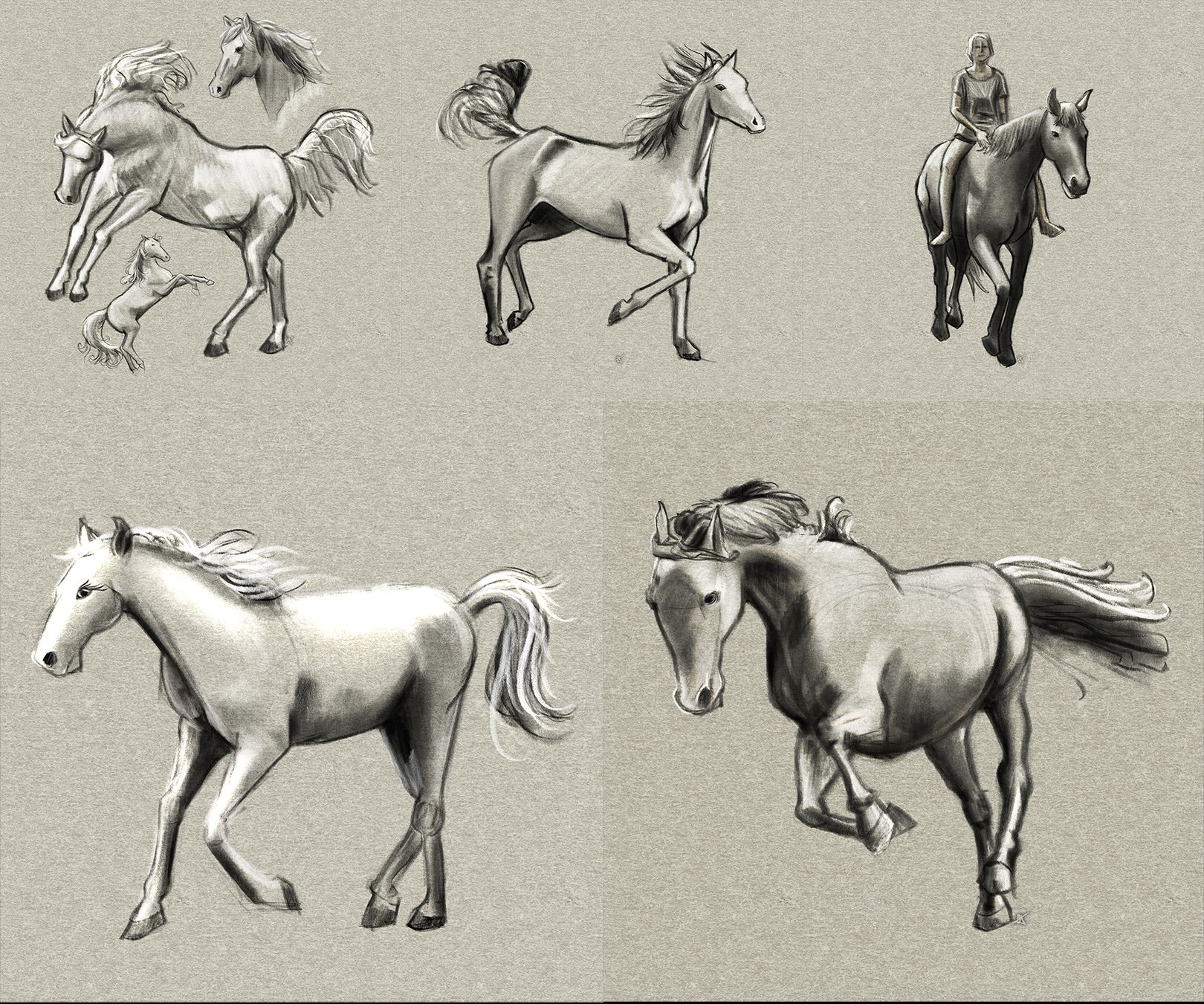 Horse Studies 1SVS.jpg