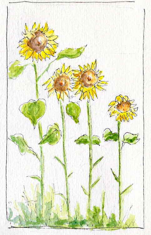 sunflowers small.jpg