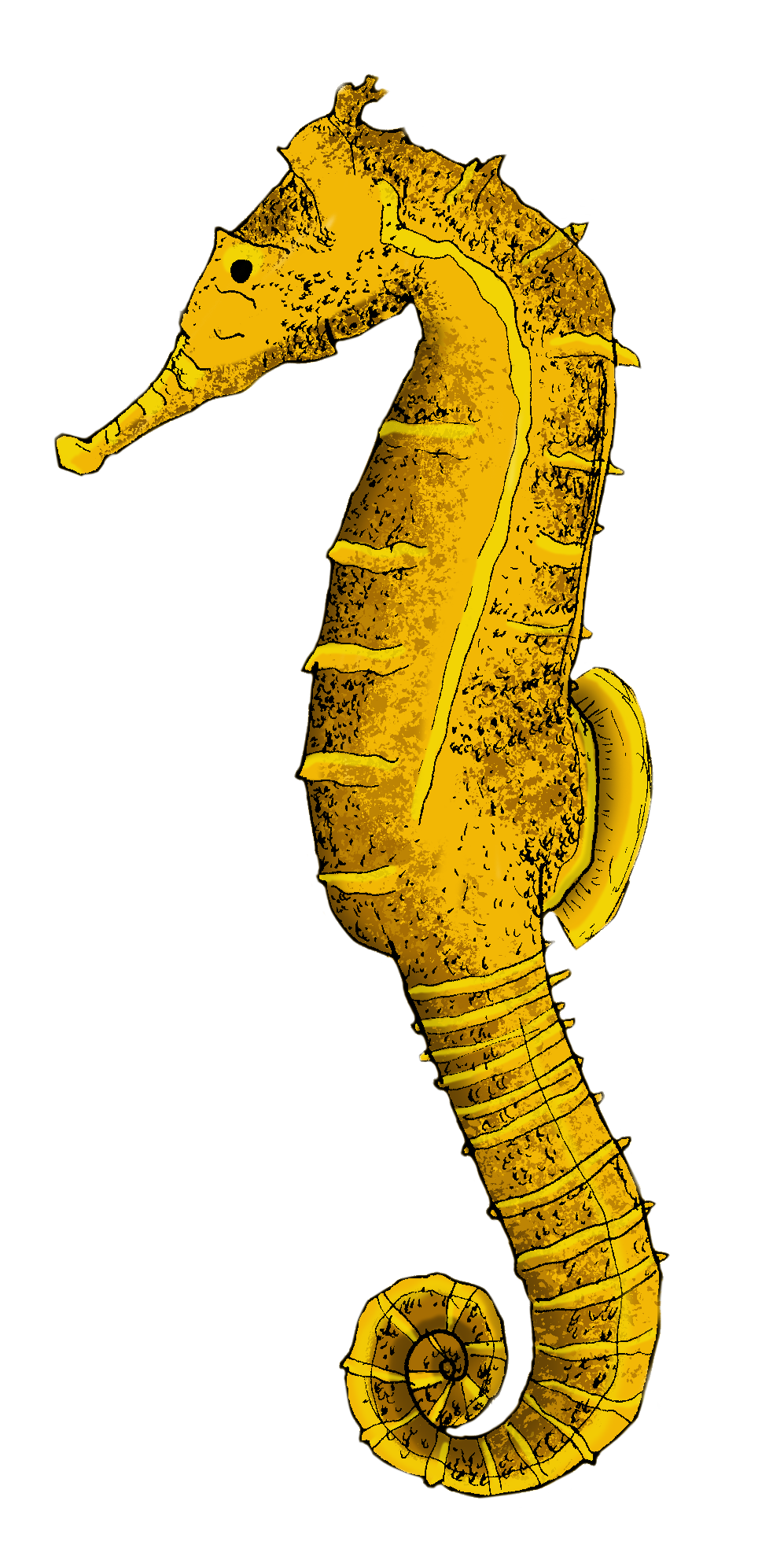 Seahorse3.png