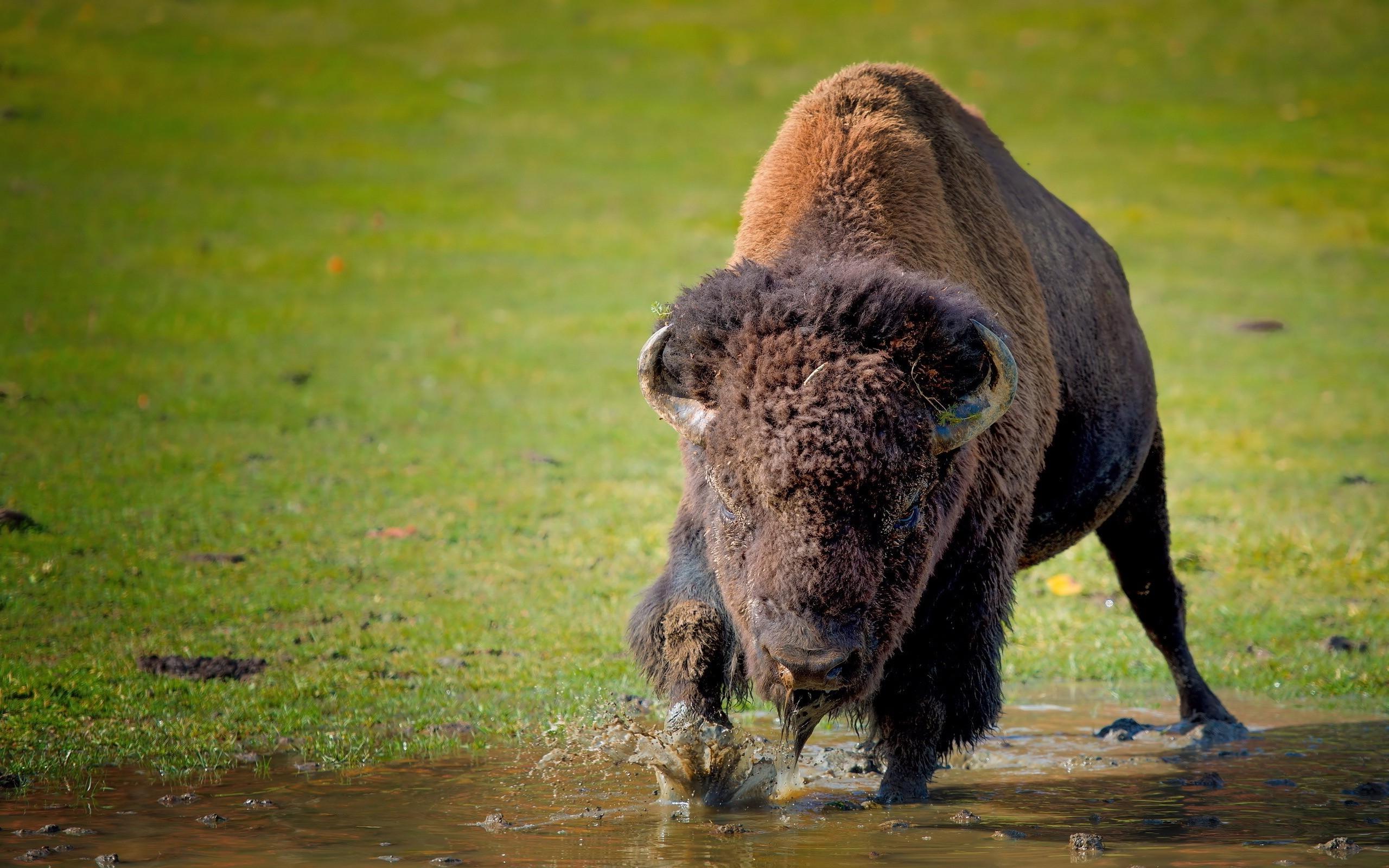 bison_buffalo_running_grass_hd-wallpaper-62580.jpg