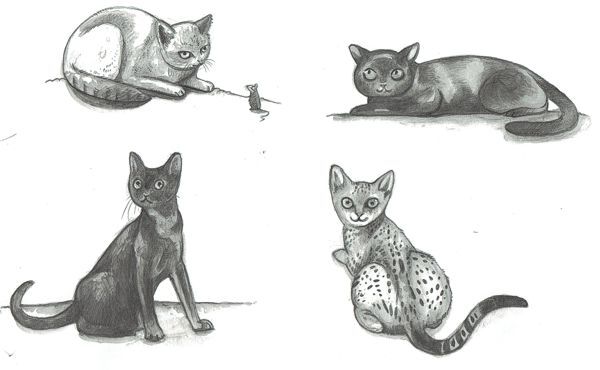 0_1465118949673_cat sketches.jpg