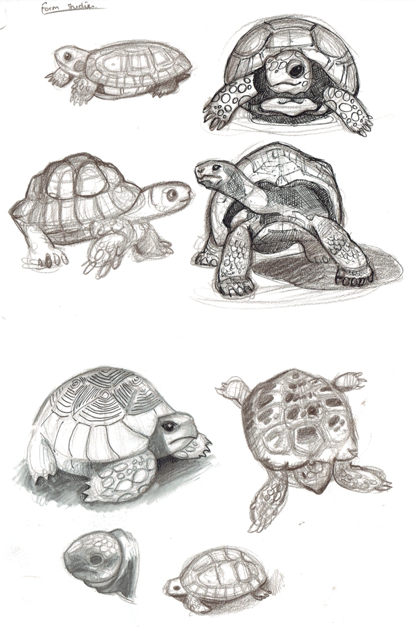 0_1466008265884_tortoise form studies.jpg