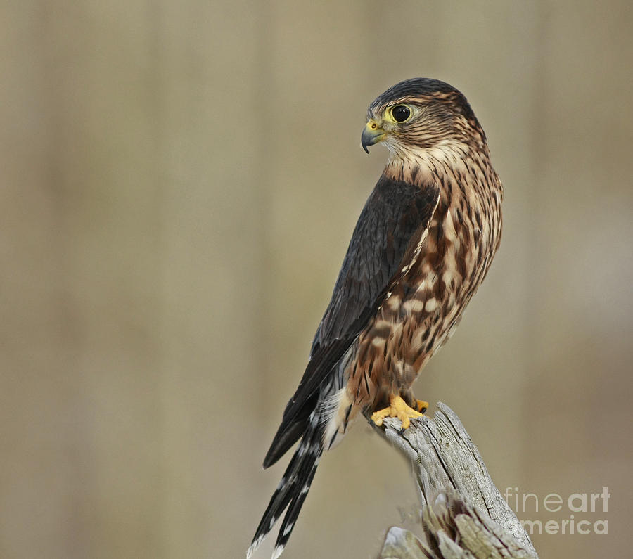 0_1471287186411_magical-moments-with-merlin-inspired-nature-photography-by-shelley-myke.jpg